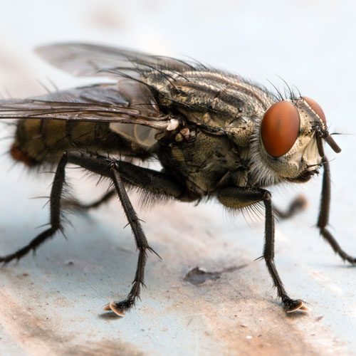 A fly is sitting on a wooden surface.