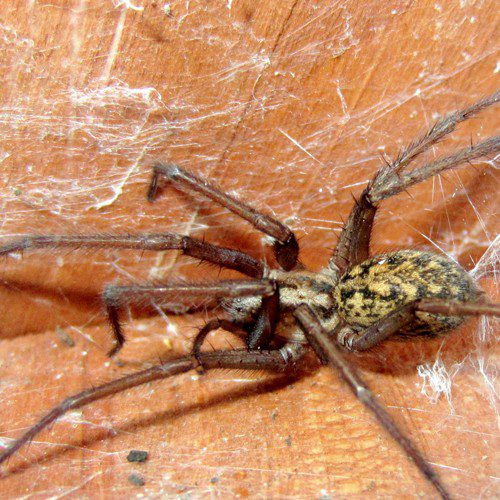 Hobo-Spider A large spider sitting on a wooden surface.