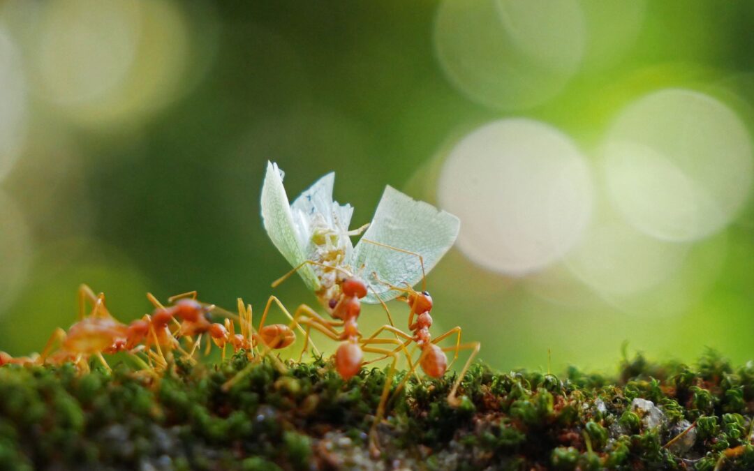 Ant Invasion in St. Louis: Identifying and Dealing with Common Ant Species
