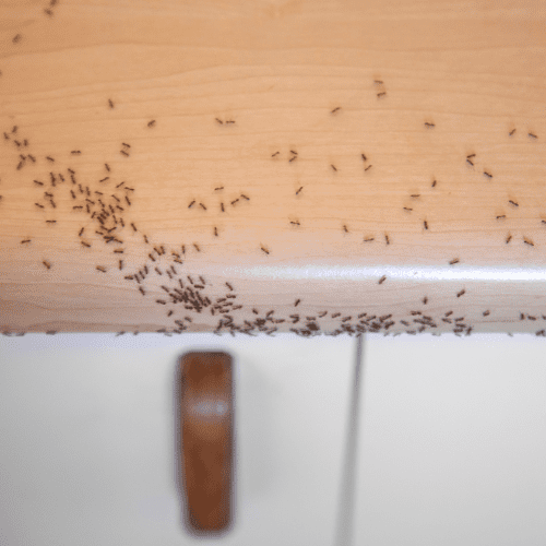 Ants crawling on a kitchen countertop edge