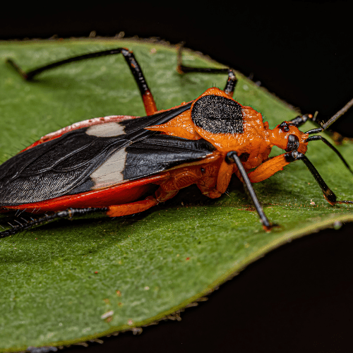Assassin Bugs 1 - STL Pest Control - PPID