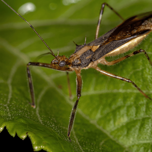 Assassin Bugs 3 - STL Pest Control - PPID