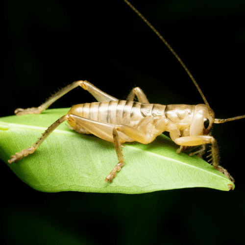Camel Crickets 1 - STL Pest Control - PPID