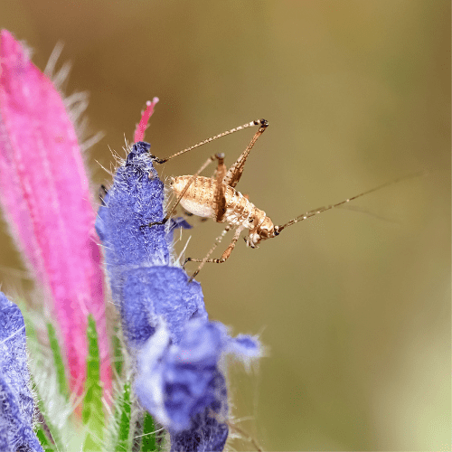 Camel Crickets 2 - STL Pest Control - PPID