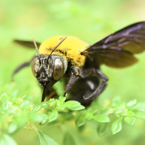 Carpenter Bees 1 - STL Pest Control - PPID