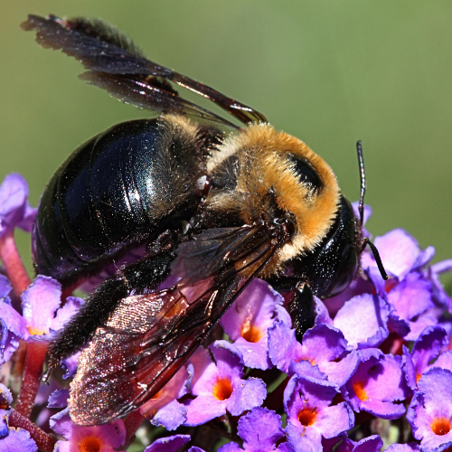 Carpenter Bees 2 - STL Pest Control - PPID