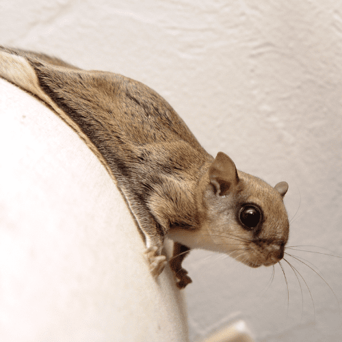 Flying Squirrels 1 - STL Pest Control - PPID