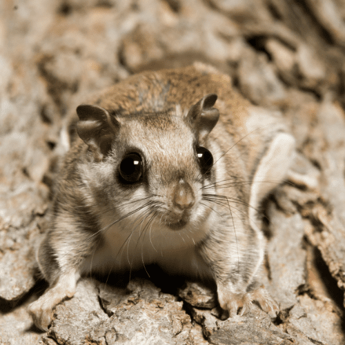 Flying Squirrels 2 - STL Pest Control - PPID