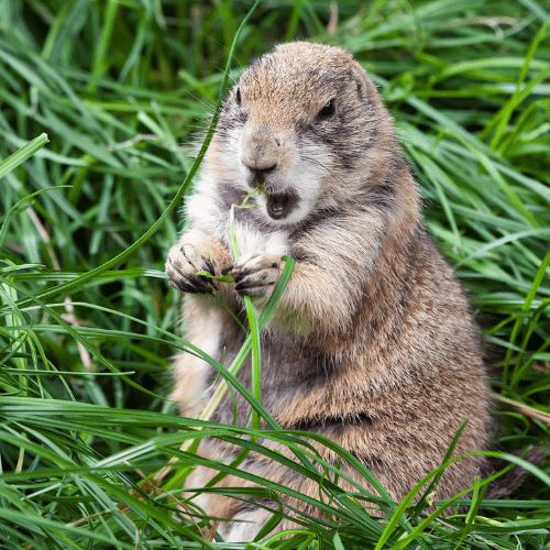Groundhogs 2 - STL Pest Control - PPID