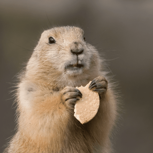 Groundhogs 3 - STL Pest Control - PPID