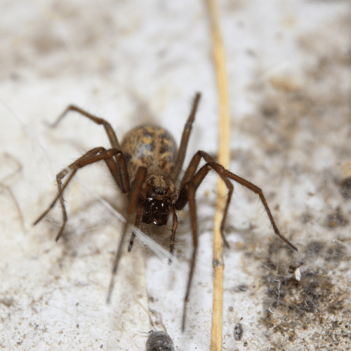Hobo Spider-Pest-Cat