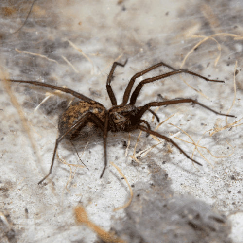 Hobo Spiders 1 - STL Pest Control - PPID