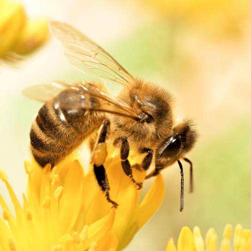 Honey Bees 1 - STL Pest Control - PPID