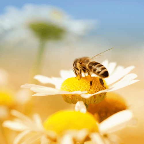 Honey Bees 2 - STL Pest Control - PPID