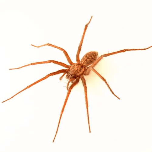 House Spiders 1 - STL Pest Control - PPID