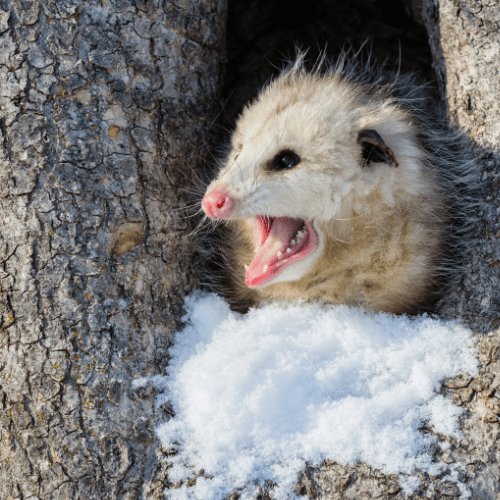 Opossums 1 - STL Pest Control - PPID