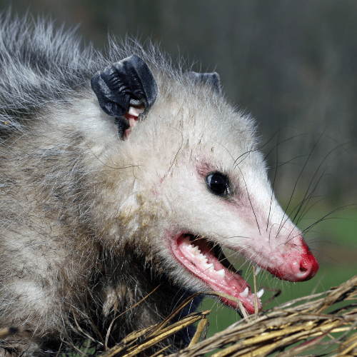 Opossums 2 - STL Pest Control - PPID