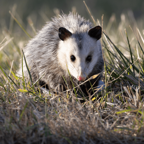 Opossums-Pest-Cat