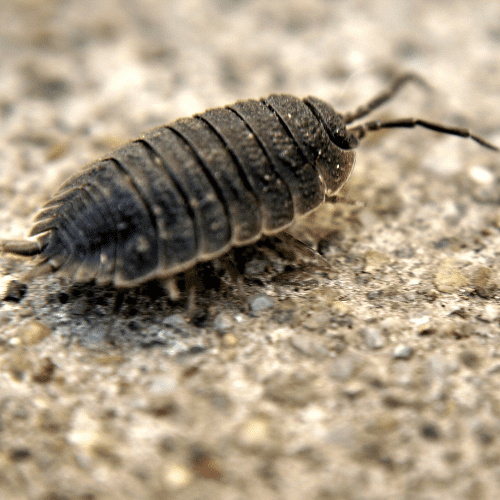 Pillbugs 1 - STL Pest Control - PPID