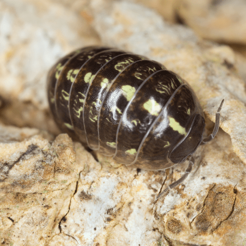 Pillbugs 2 - STL Pest Control - PPID