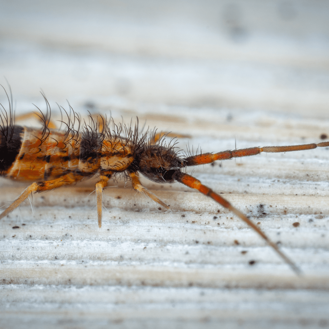 A fly is sitting on a wooden surface.