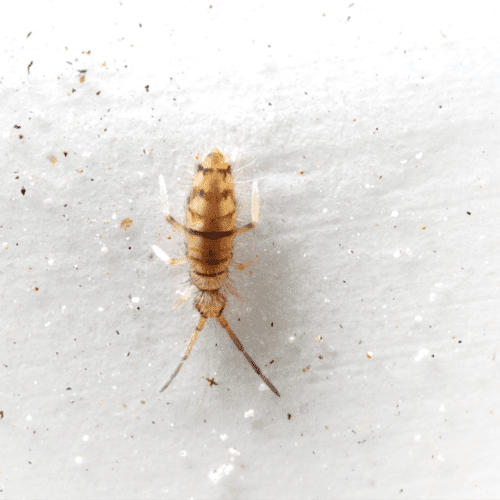 Springtails 1 - STL Pest Control- PPID