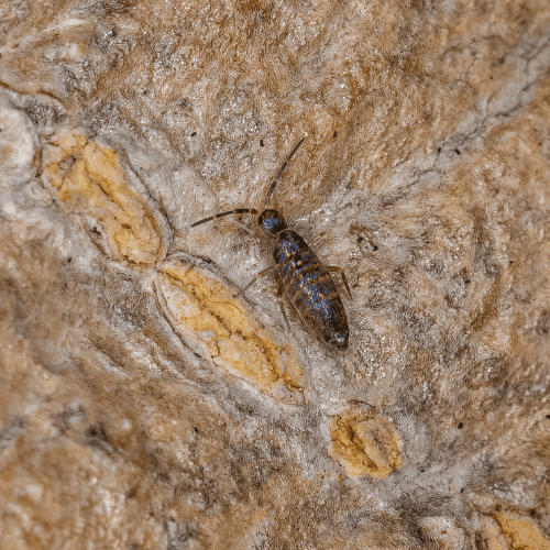 Springtails 2 - STL Pest Control- PPID