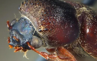 Signs of Powderpost Beetle Damage: Essential Information for Homeowners
