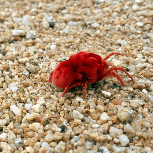 Chigger-Pest-Cat (1)