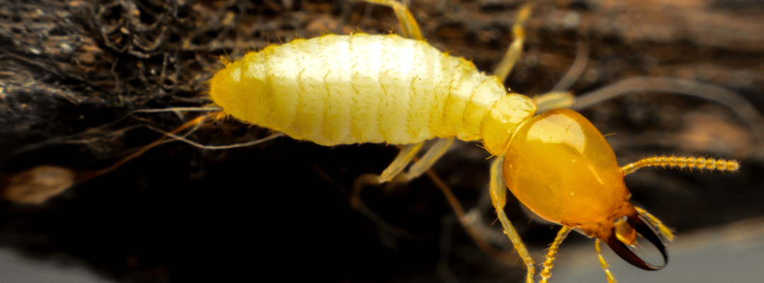 Termite 101: Everything St. Louis Residents Need to Know to Protect Their Homes
