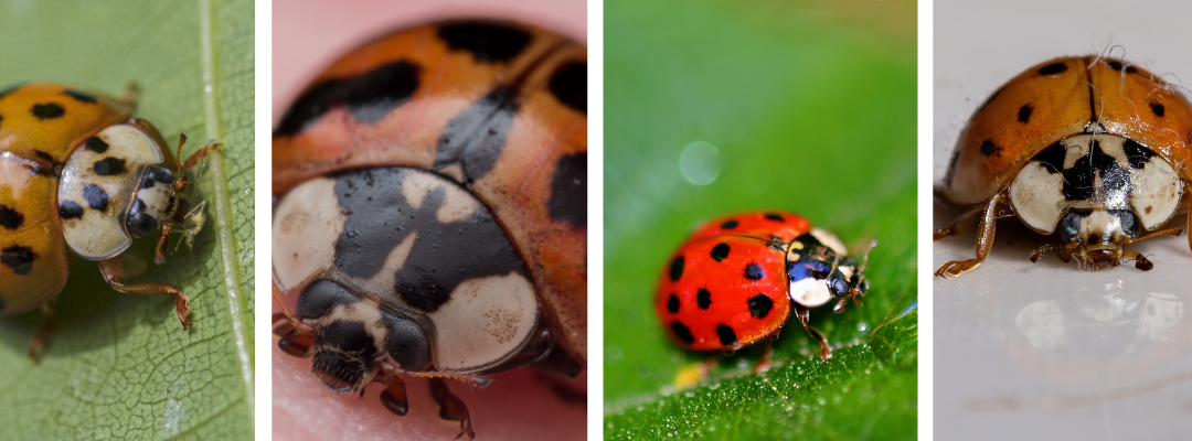 Ladybugs vs. Asian Lady Beetles: What St. Louis Homeowners Need to Know