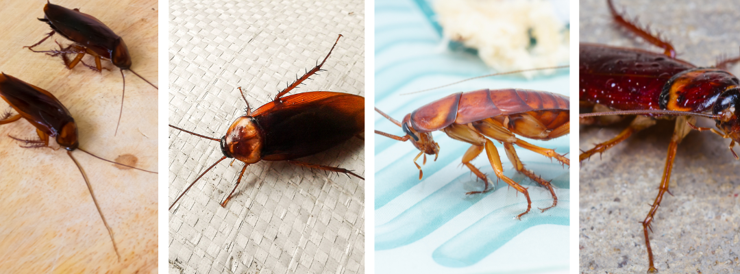 Cockroaches and Their Impact on Allergies and Asthma: What You Need to Know