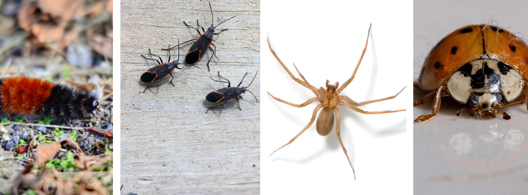 Surviving the Freeze: The Incredible Adaptations of Midwest Insects
