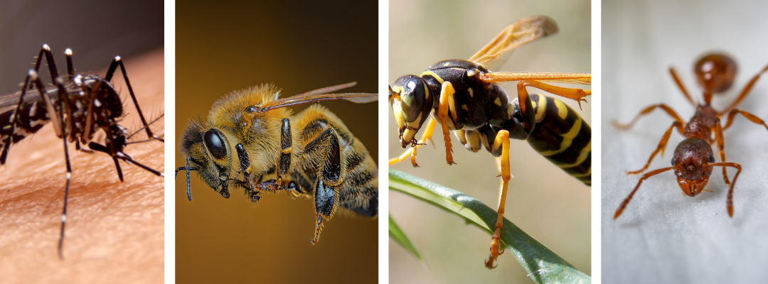 Safeguarding Your Home Against Springtime Pests: A Proactive Guide