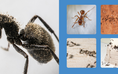 Why Are Ants Invading My St. Louis Home in Winter?