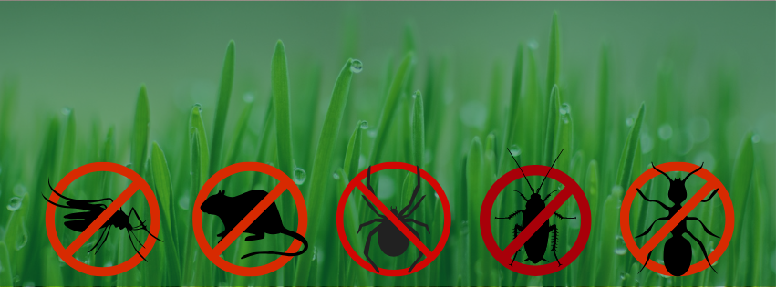 Warmer Weather, More Pests: Springtime Prevention Tips for St. Louis Homeowners