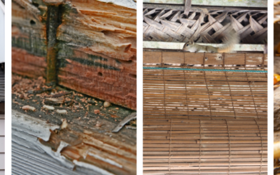 How Termites Weaken Your Home and Invite Eastern Grey Squirrels into Your Attic