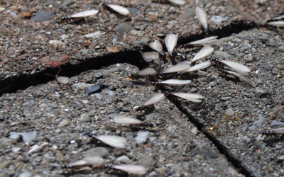 Protect Your St. Louis Home: The Power of Termite Baiting & Routine Inspections