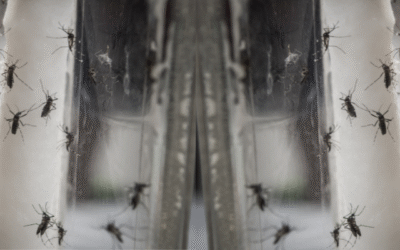 Mosquitoes in St. Louis: Why a One-Time Spray Just Won’t Cut It