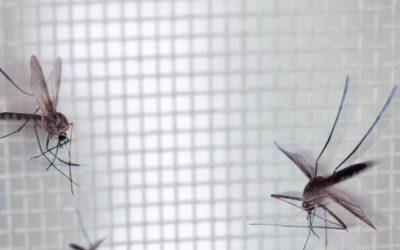 Tired of Mosquitoes? Try These Expert-Backed Tips for a Bite-Free Season