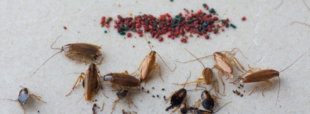 German vs. American Cockroaches: How to Spot the Difference and Know If You Have Them