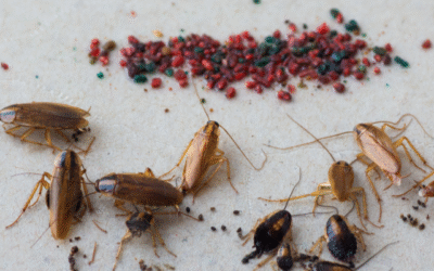 German vs. American Cockroaches: How to Spot the Difference and Know If You Have Them