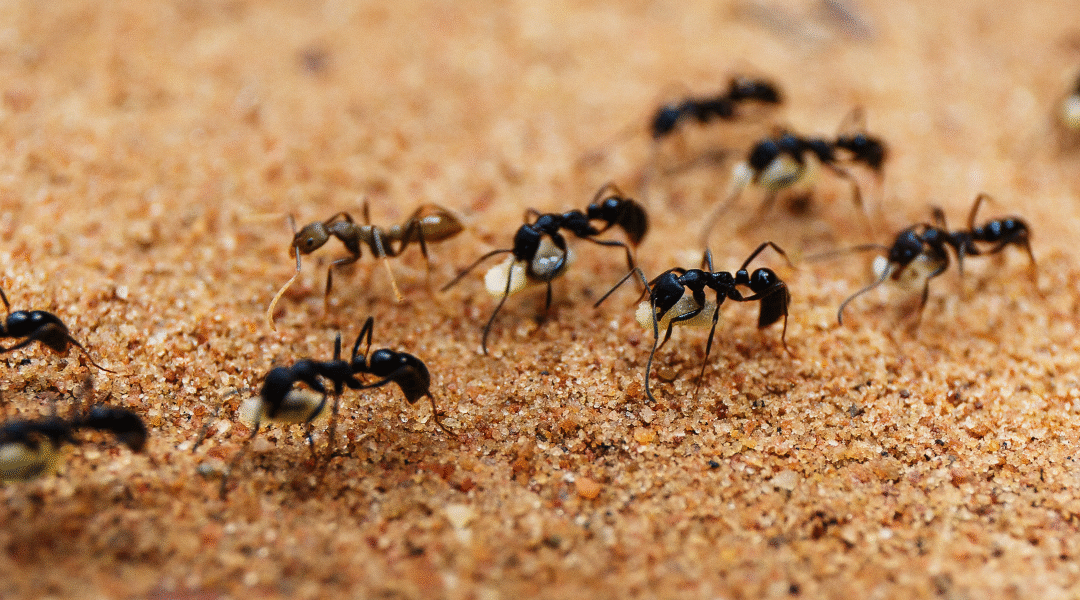 Tiny Ants, Big Problem: Dealing with Pavement Ants in STL