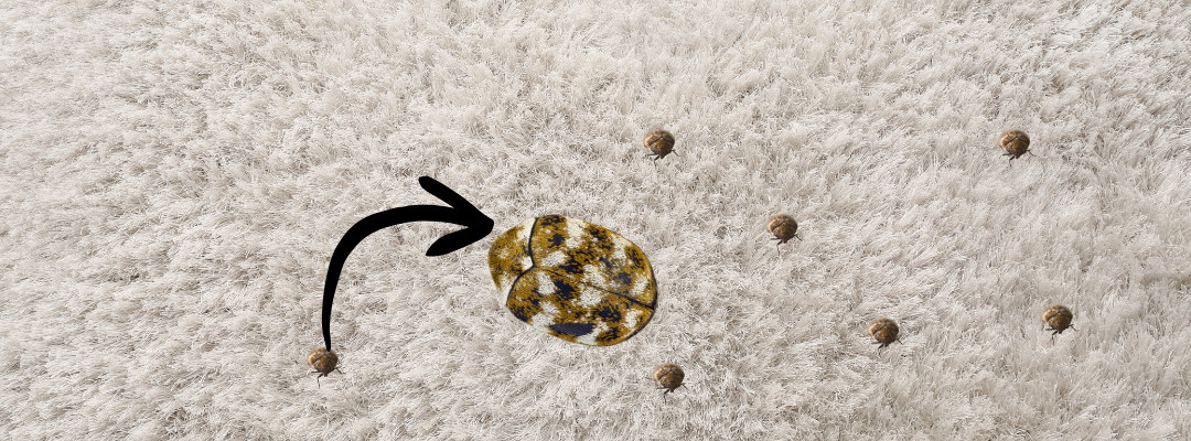 They’re Tiny, Fuzzy, and Hungry — Meet the Carpet Beetles