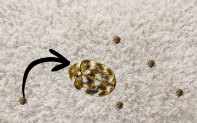 They’re Tiny, Fuzzy, and Hungry — Meet the Carpet Beetles